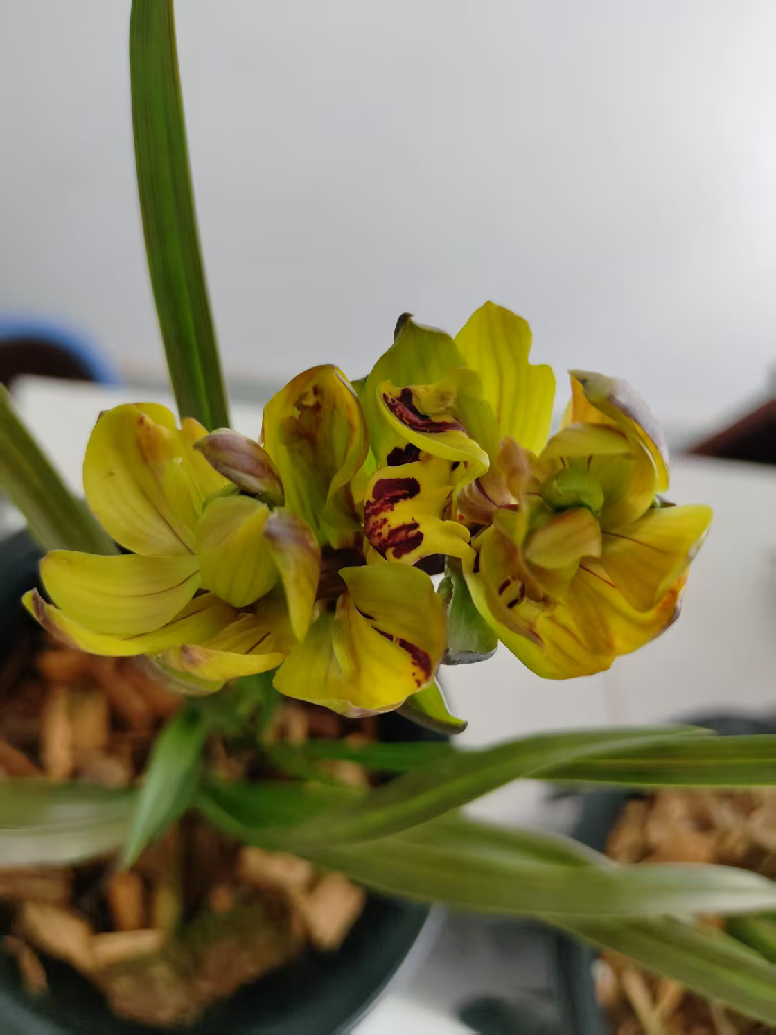 寒兰【七彩牡丹】建兰奇花名品 花型独特 花色五彩缤纷