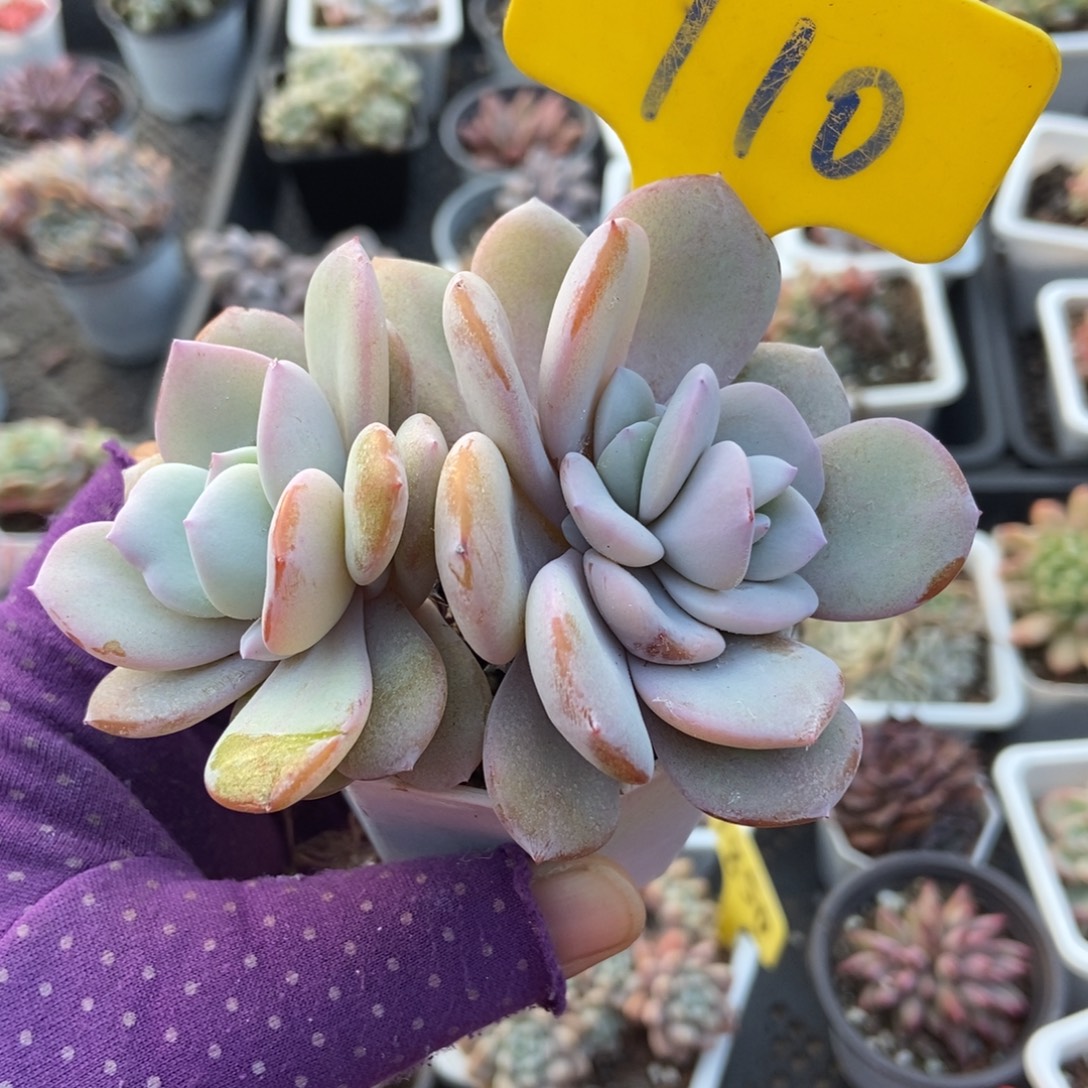 710奶茶多肉植物多肉