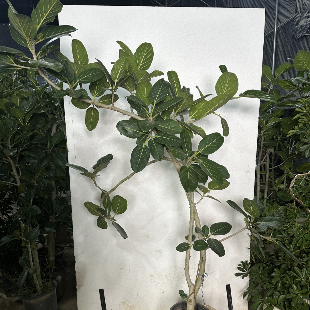 新手好养孟加拉榕高山榕大型室内绿植可净化空气的网红旺财树
