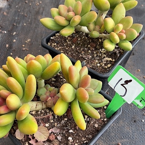 L***M1号南果奶2个多肉脱土