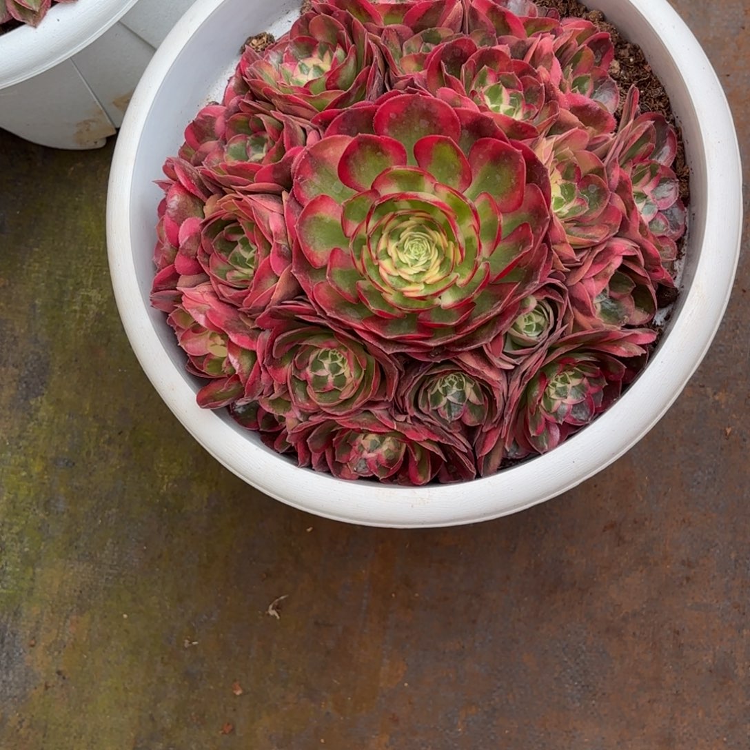 云南多肉植物鸿运