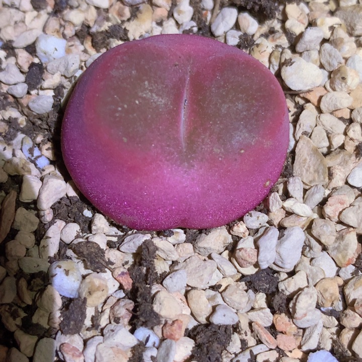 4889899989998898866995