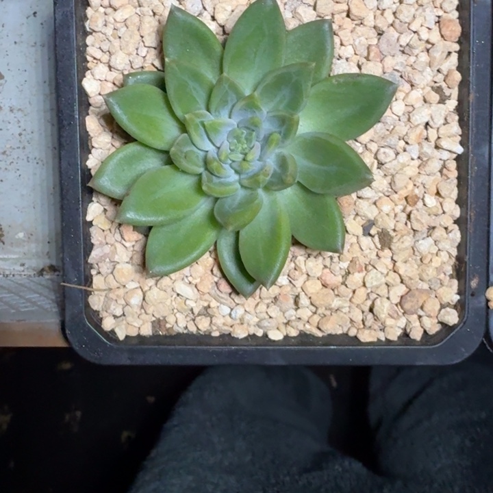 黄牵手 单头  一物一拍