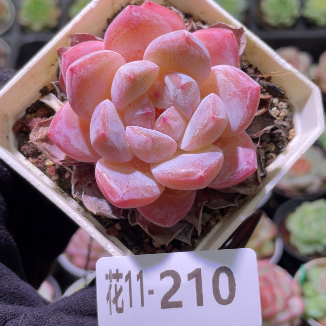 花利美11-210新品