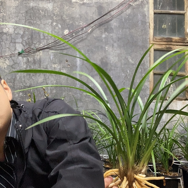 用***7完全开放生态建兰