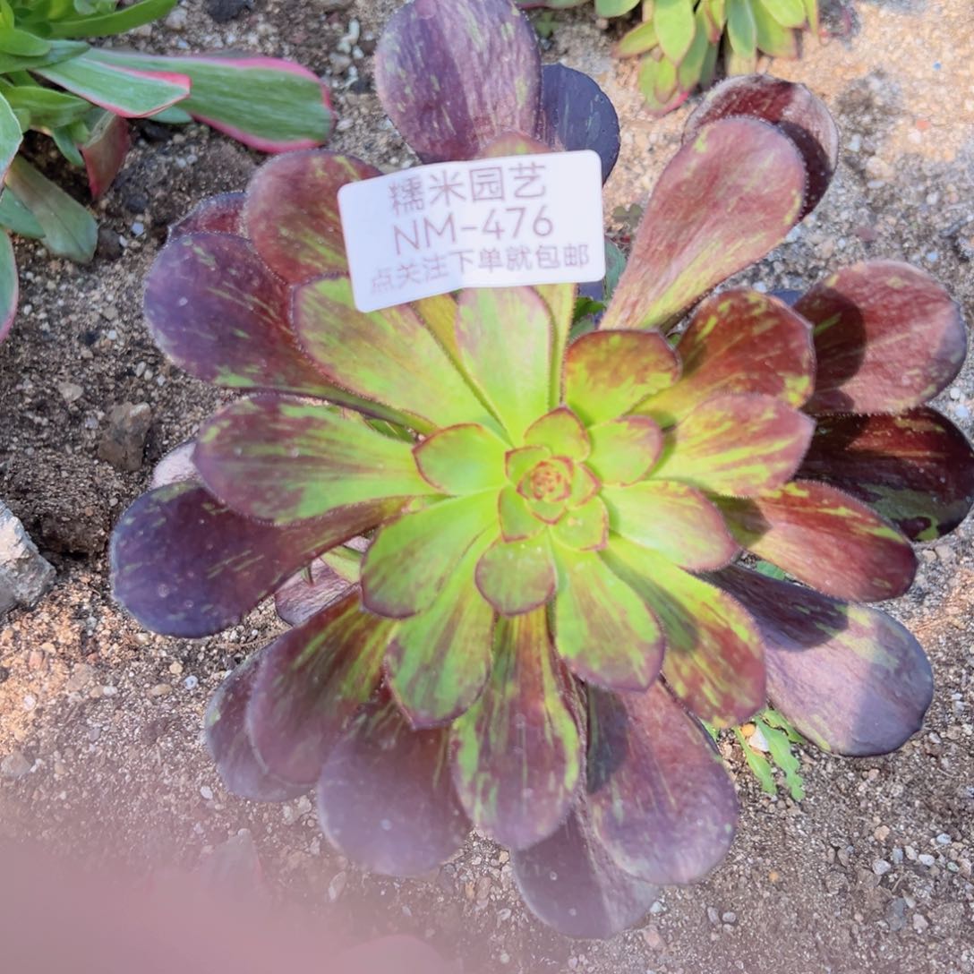 花无缺多肉植物476