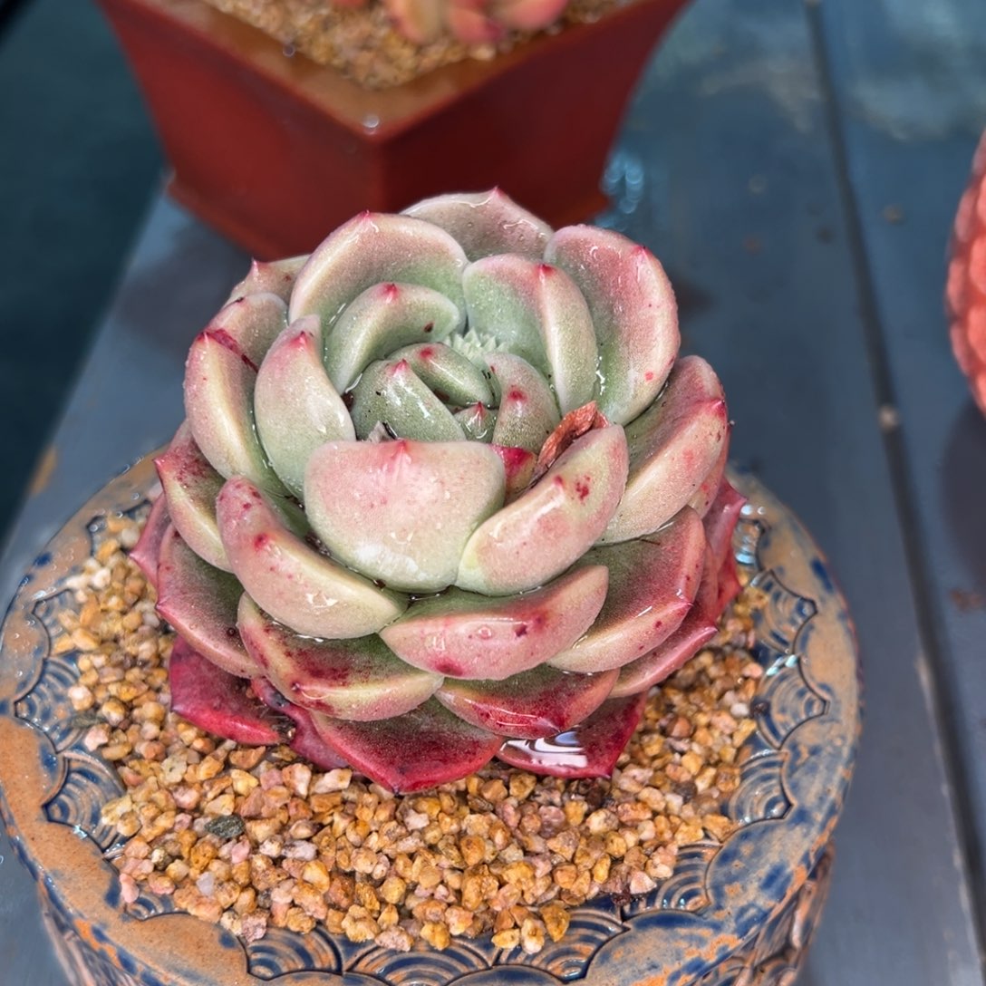 从前慢多肉精选编号0215.336