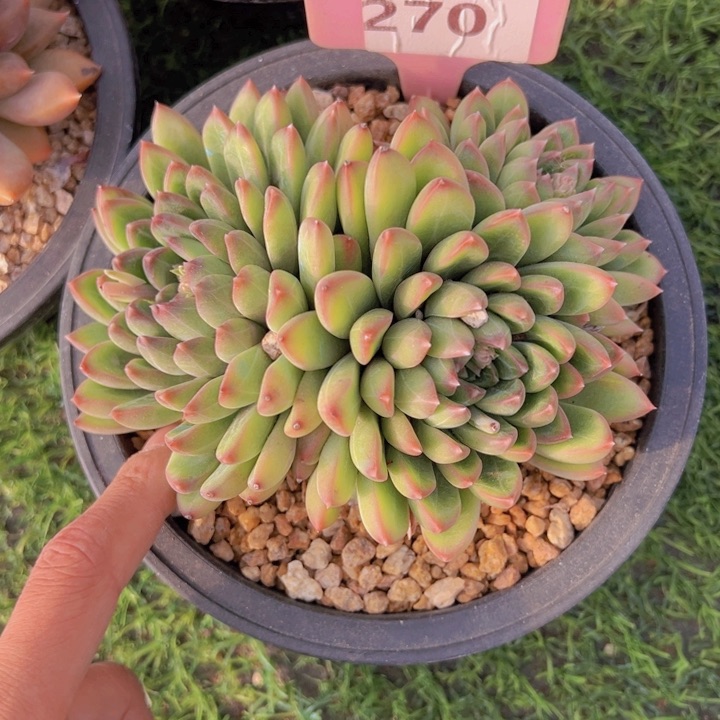 健健康康平平安安