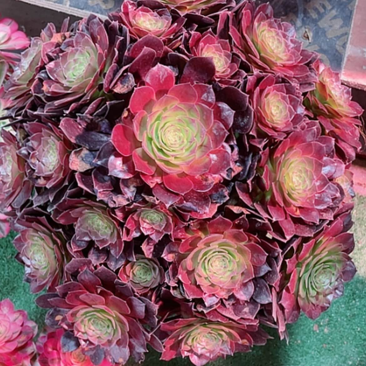 【闪购商品】法师好看也好养