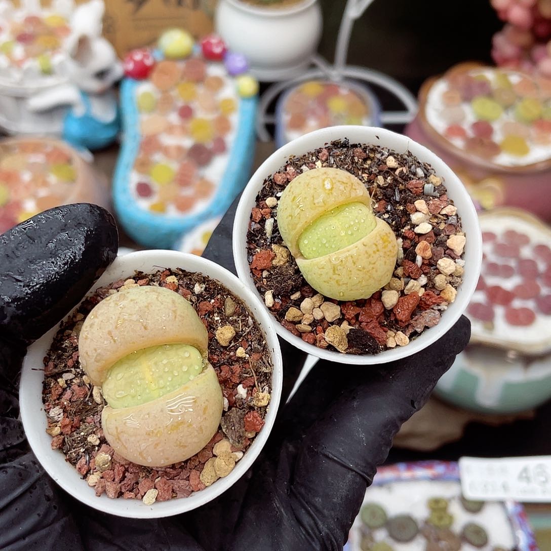 生石花满18包邮14-140