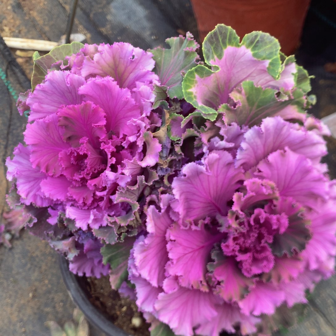 476甘蓝多肉植物