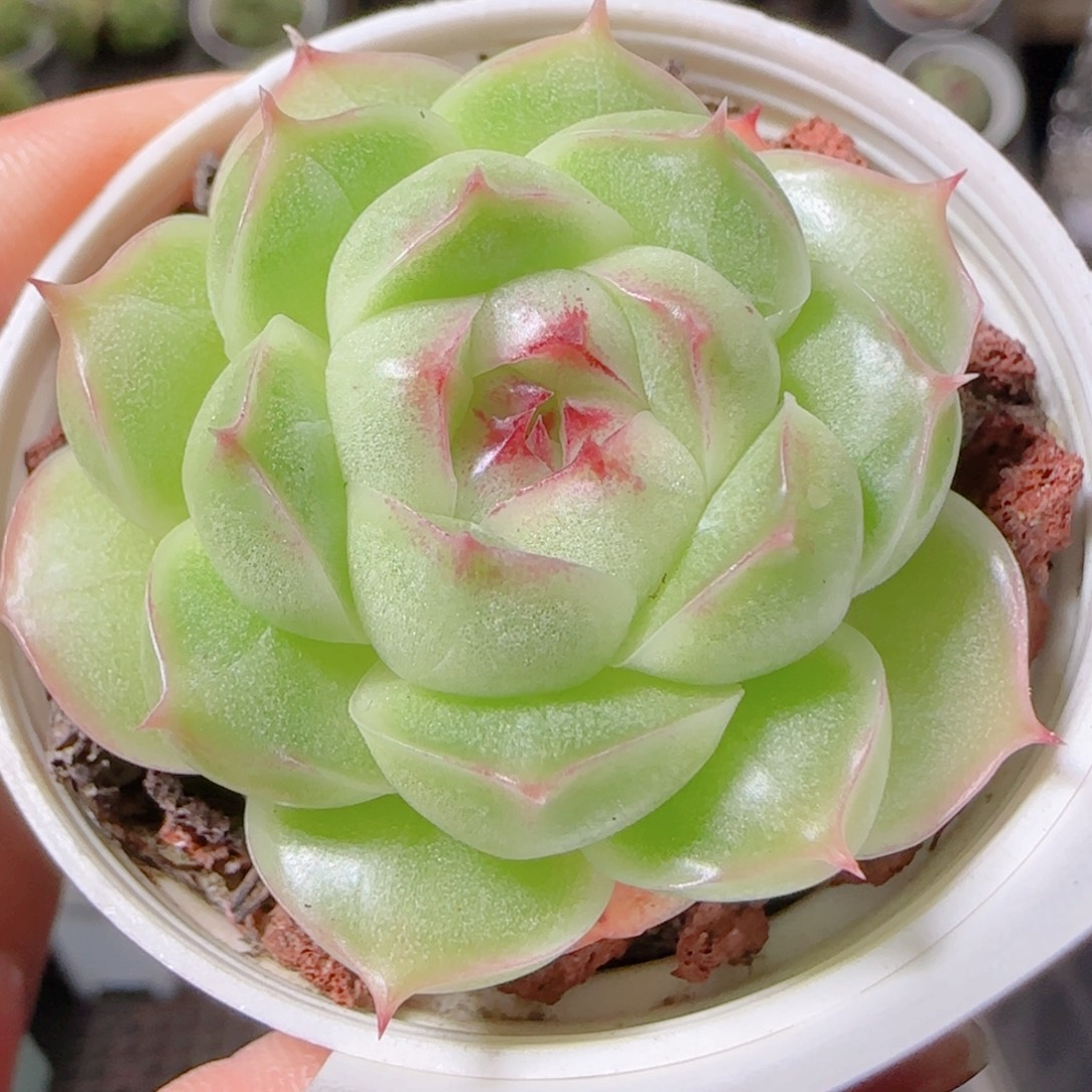 花语逸镜1102-120