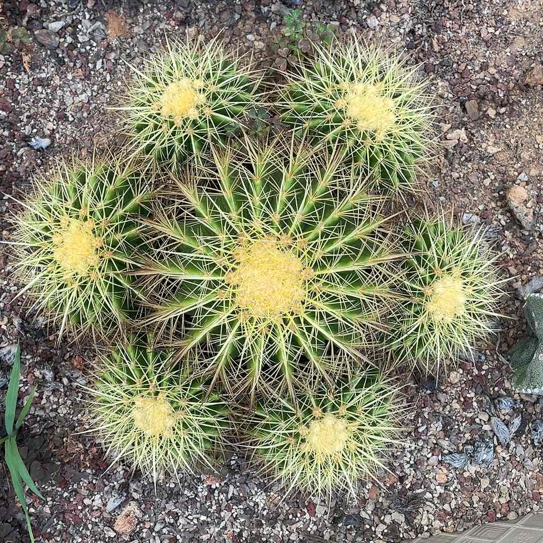 仙人球等多种漂亮金虎
