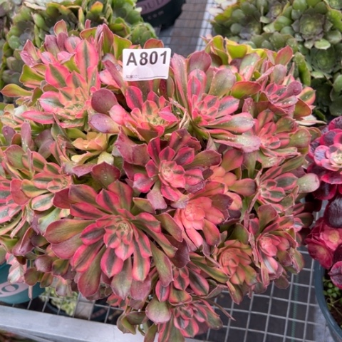 801雅典娜35厘米左右有断枝