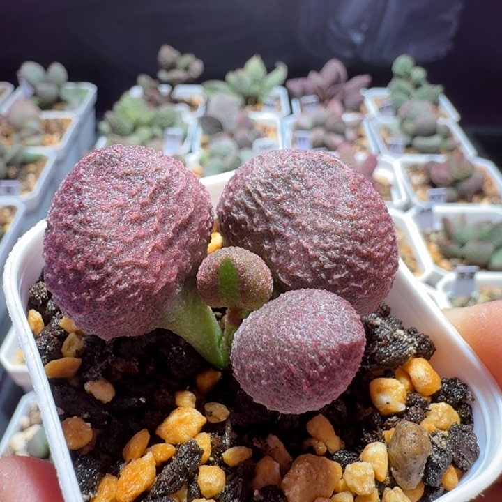 水蜜桃水泡，带盆发货满88包顺丰