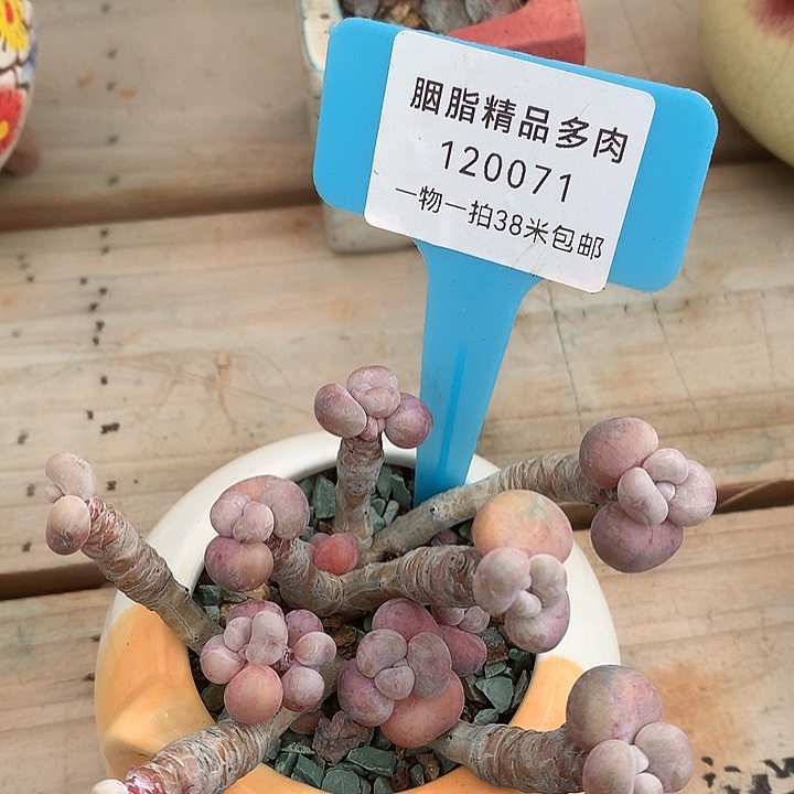 120071？都璐璐看看烤鱼