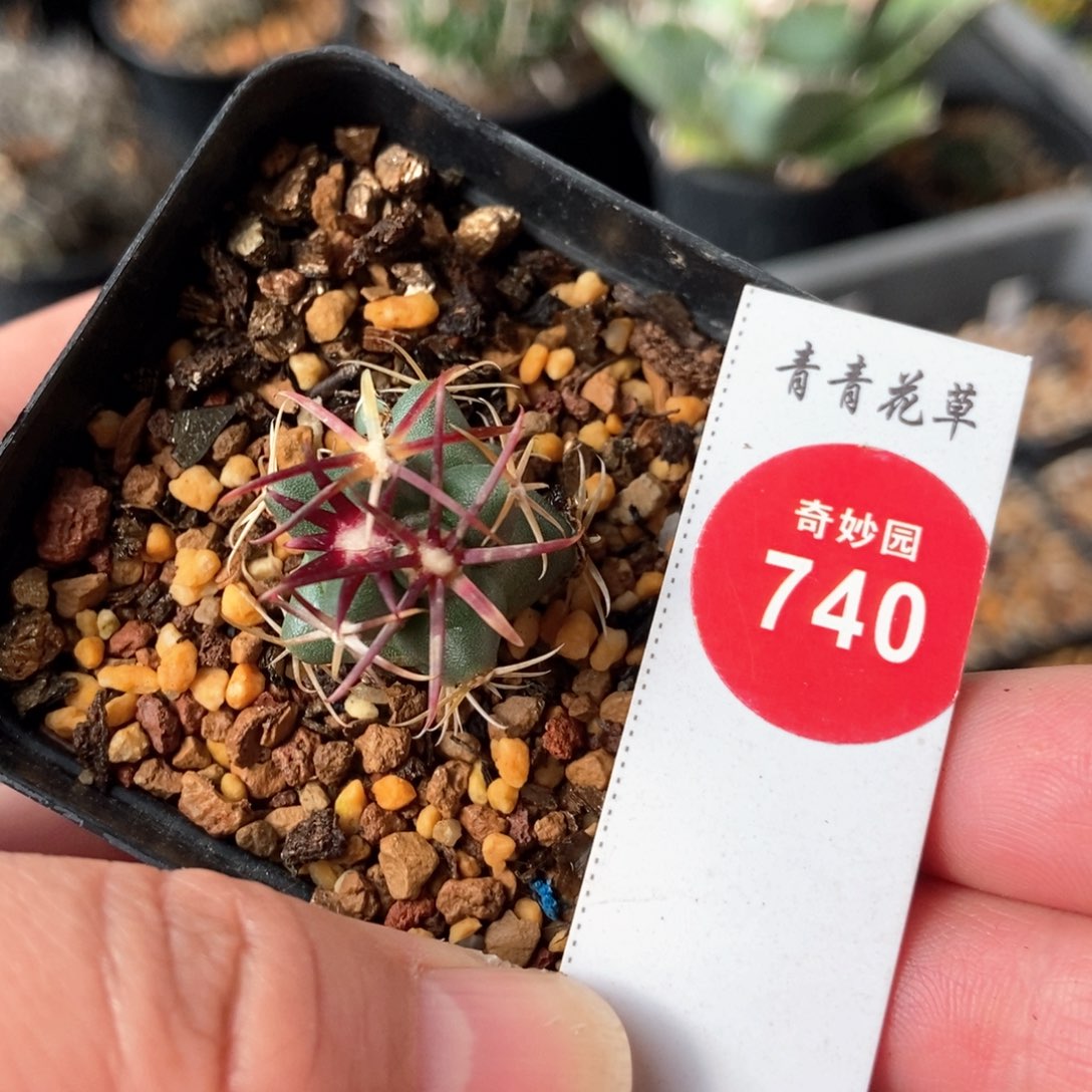 实生豪刺大红鹰2.1cm