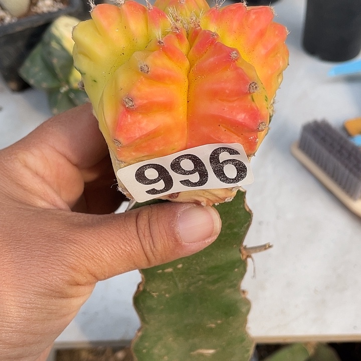 三角嫁接996号红叶鸾凤玉