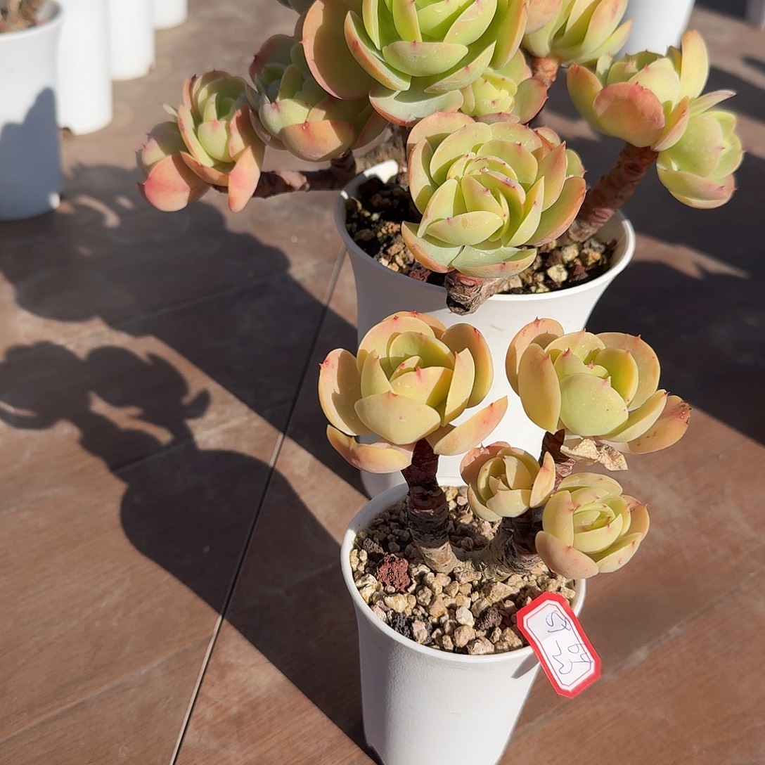 用***4鸡蛋碧桃多肉植物两颗