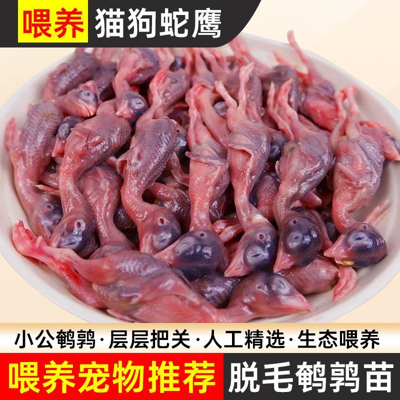 特价！刚出壳鹌鹑仔可生食宠物猫狗零食生骨肉猫狗饭乌龟蛇粮鹰粮