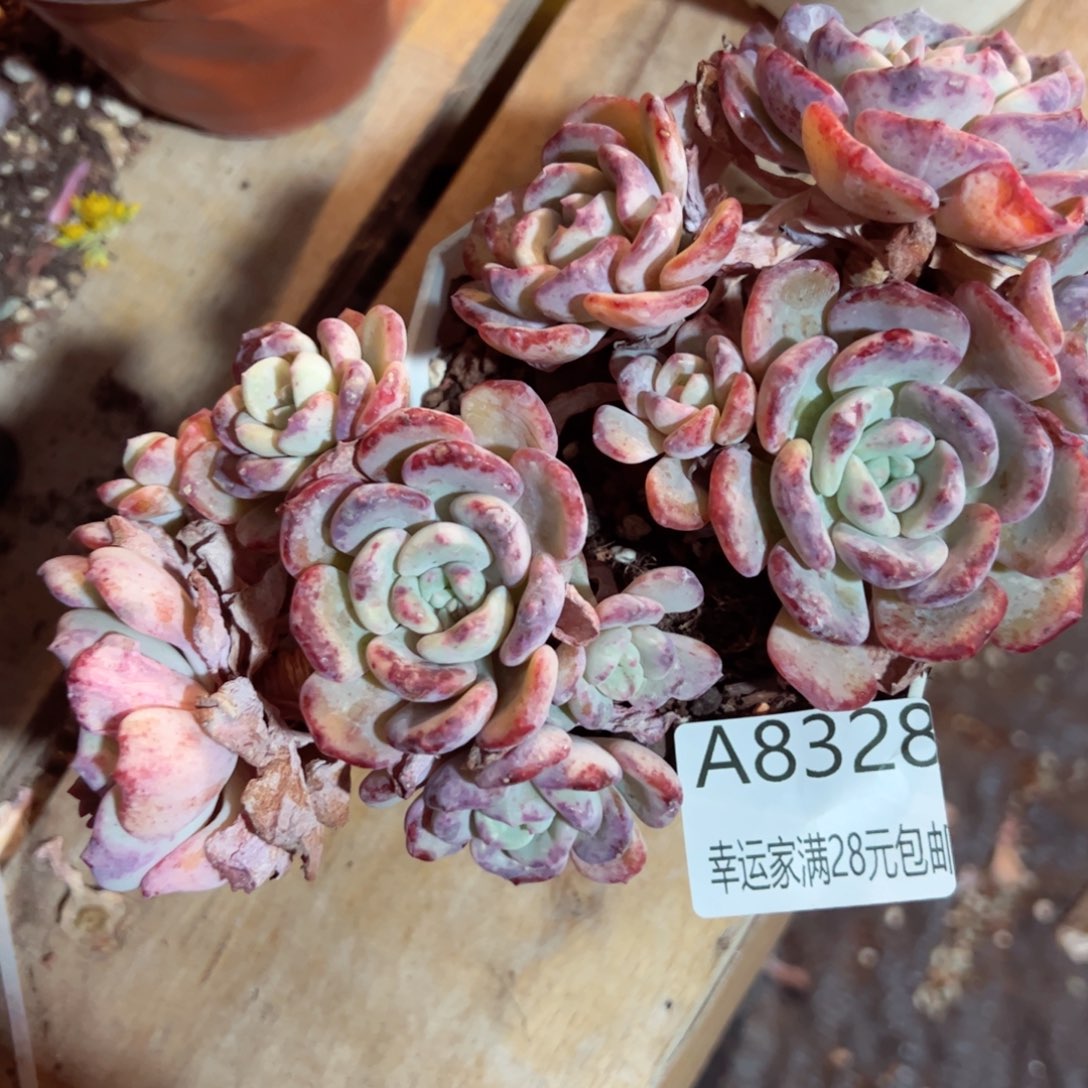 幸运的是我的朋友