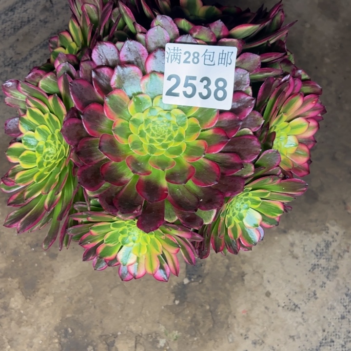 2538朝霞多肉植物