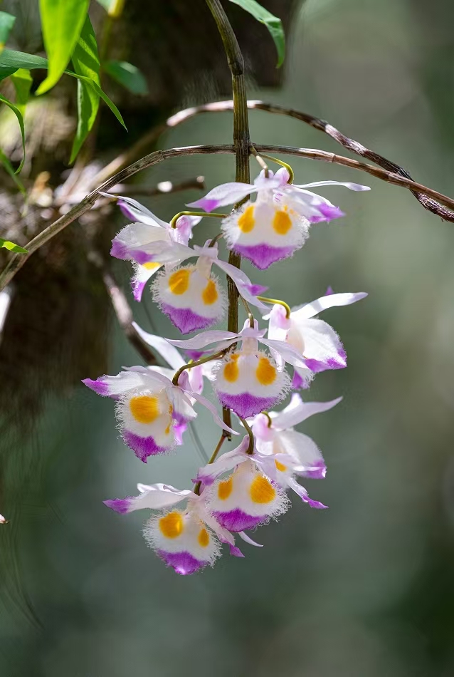 云南高海拔生态紫皮石斛鲜条可吃可观赏