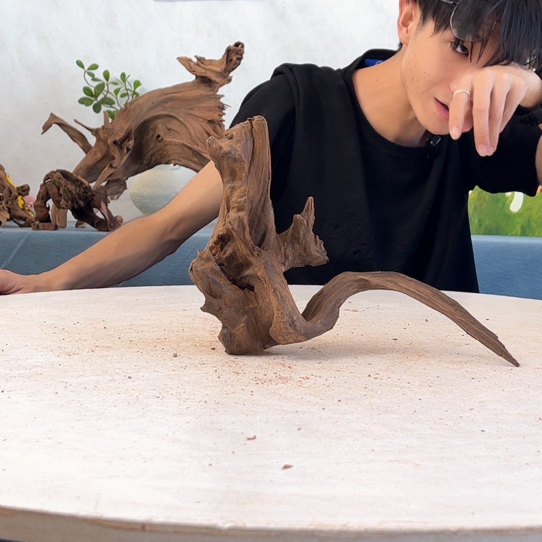 沉木造景寄居蟹造景