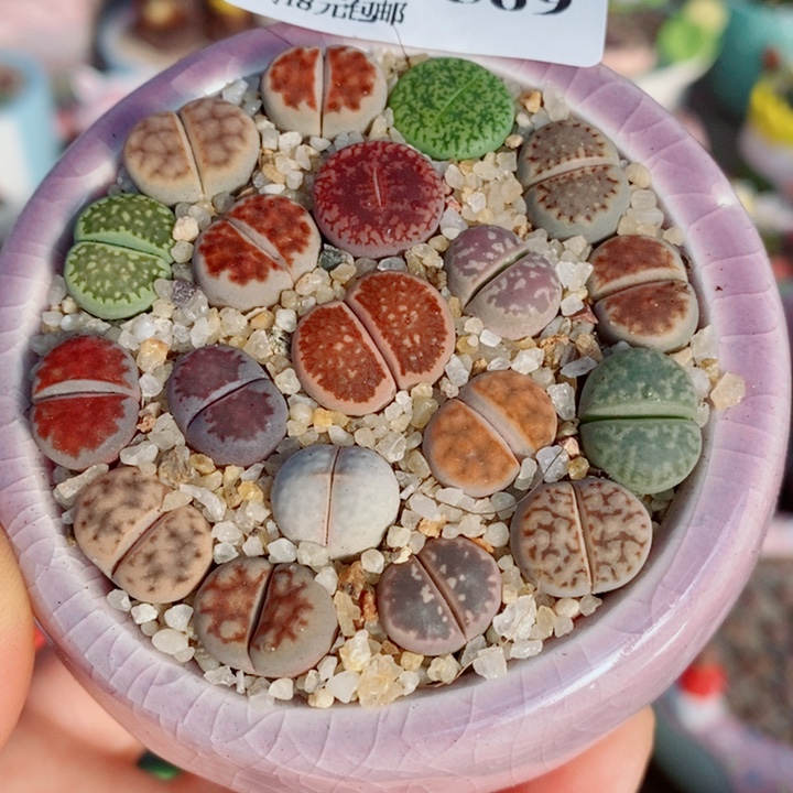 生石花花花花花花花569