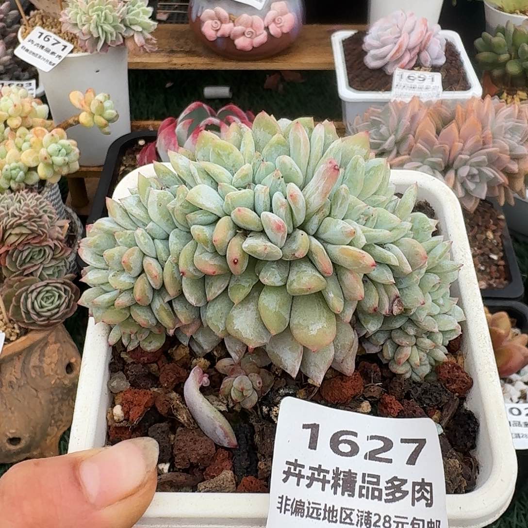 1627一物一拍（满28包邮）