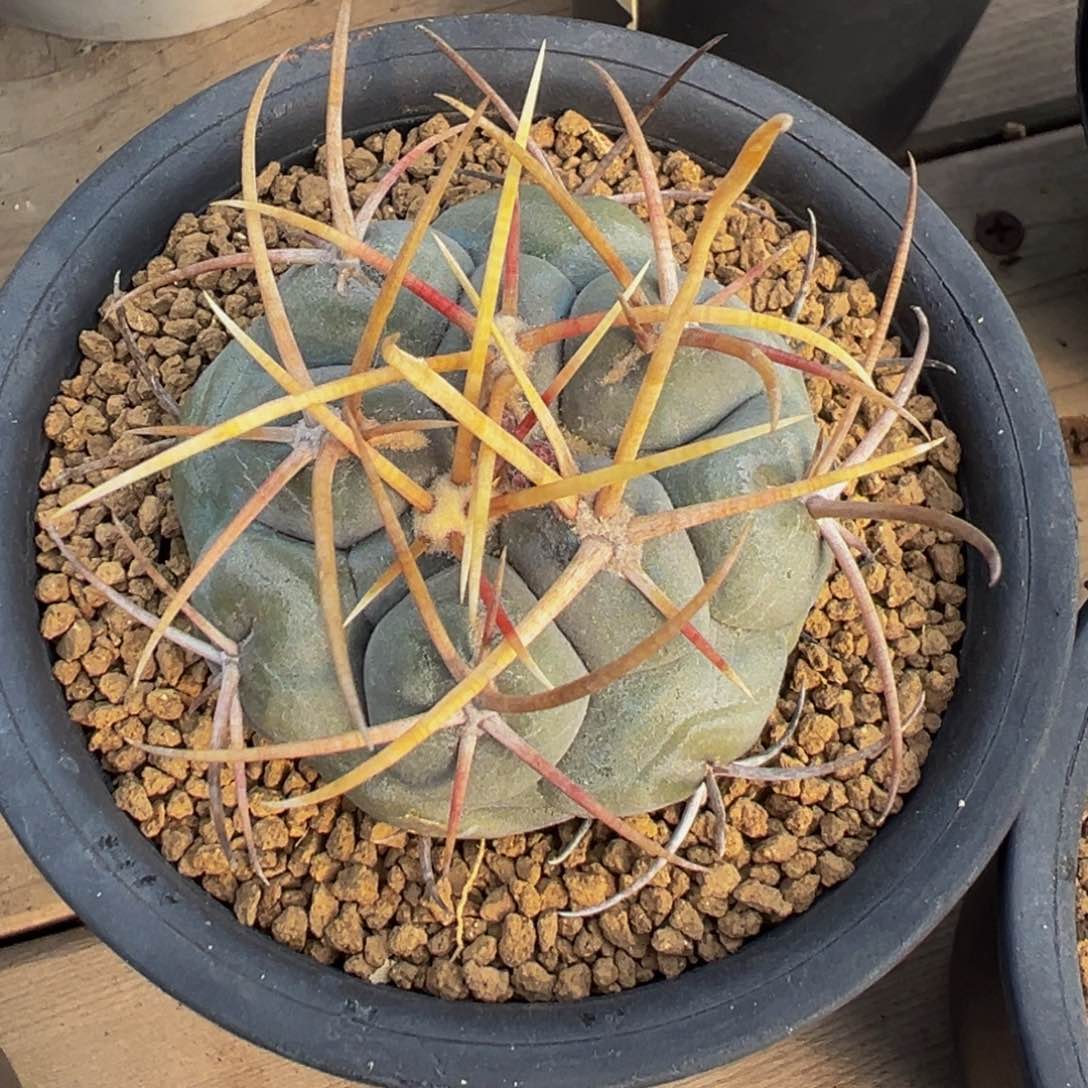 黄刺高木绯冠龙实生根多肉植物带盆土