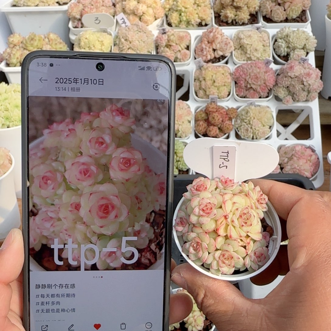 【闪购商品】0124-101（ttp-5）