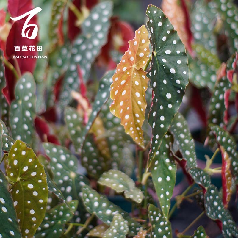 【竹节】秋海棠灌木类秋海棠合集