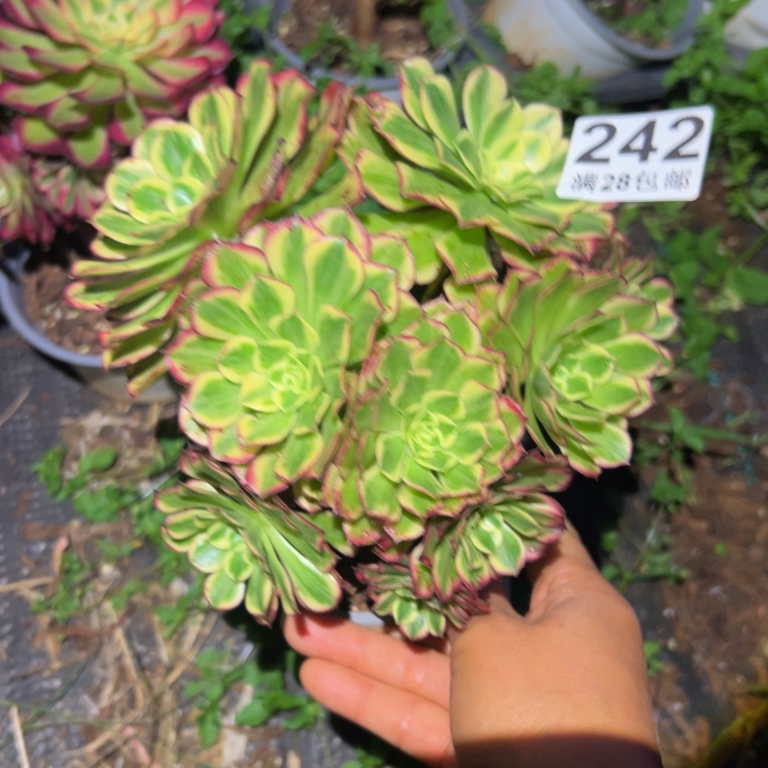多肉植物242无售后