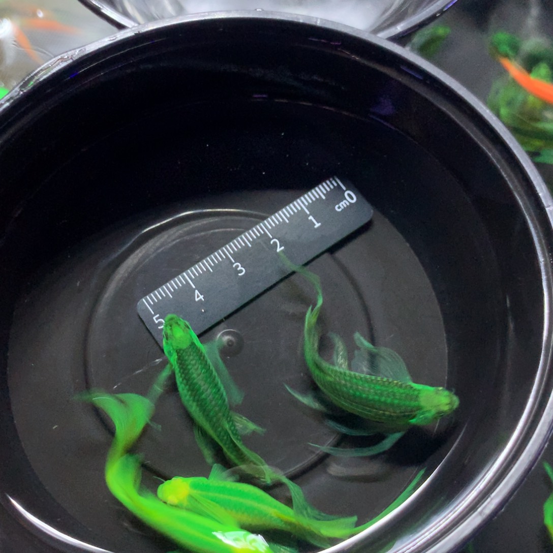 斑马鱼瑕疵品大号蝶翼斑马4只（4-5厘米）