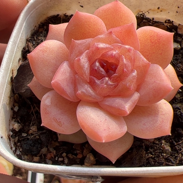 117 一物一拍，精品糖心，尺寸不大介意勿拍