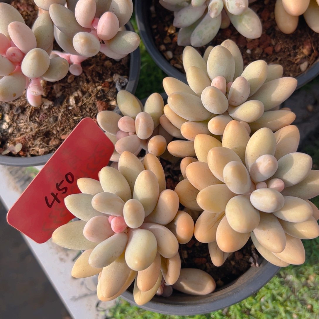 福利来了来了来了来啦来了