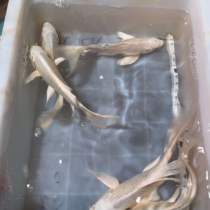 蝴蝶鲤鱼渔场直发97