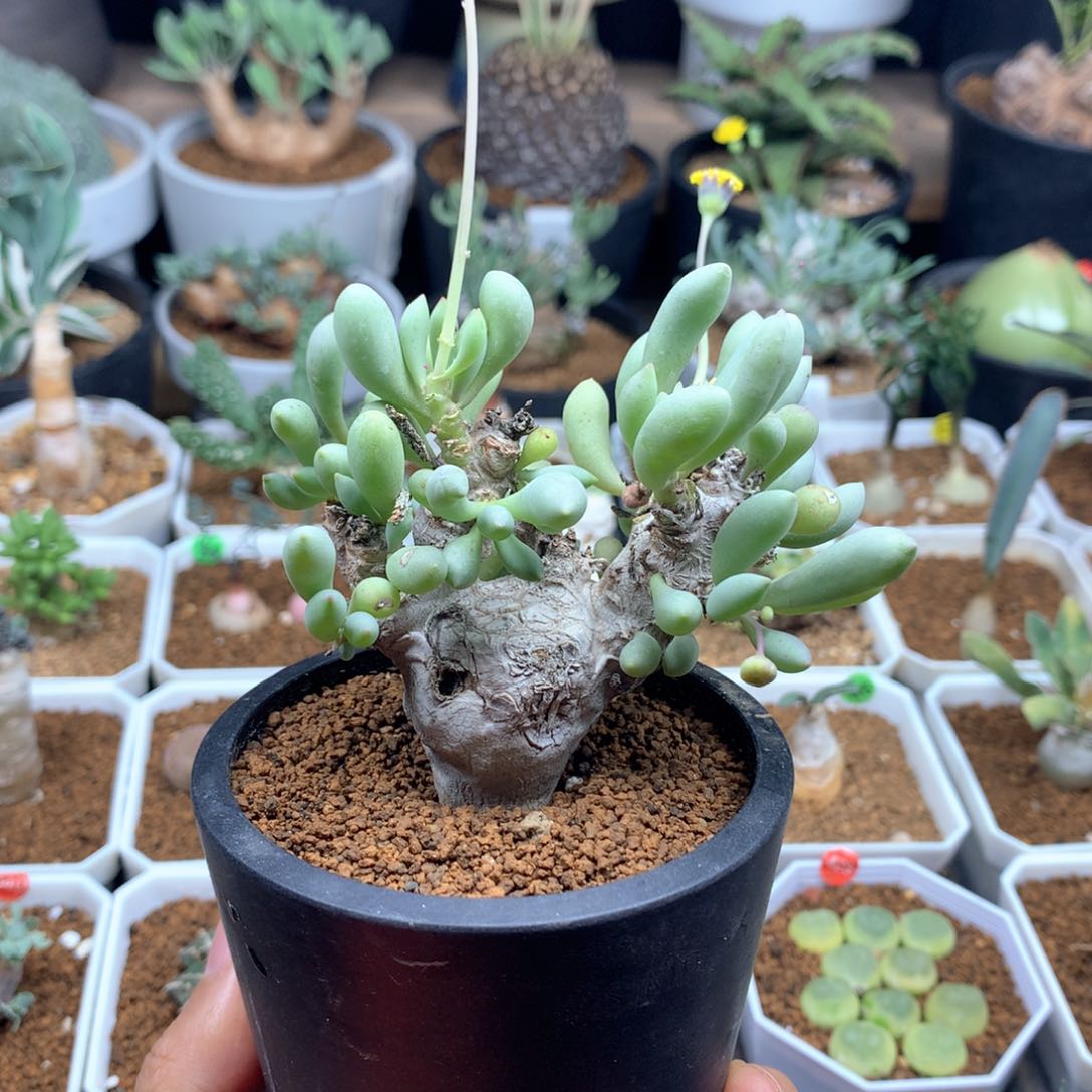 卡拉菲厚敦菊母本多肉脱土