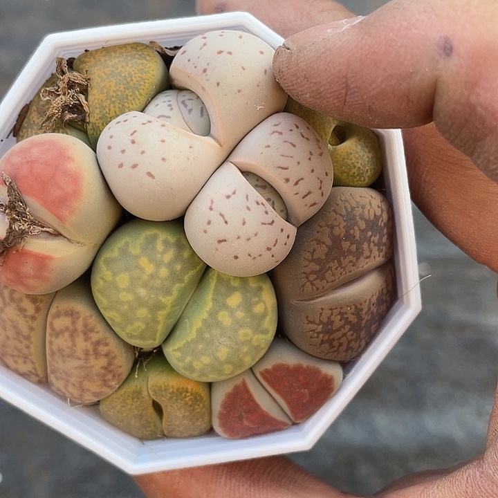 二****七彩生石花带盆发货