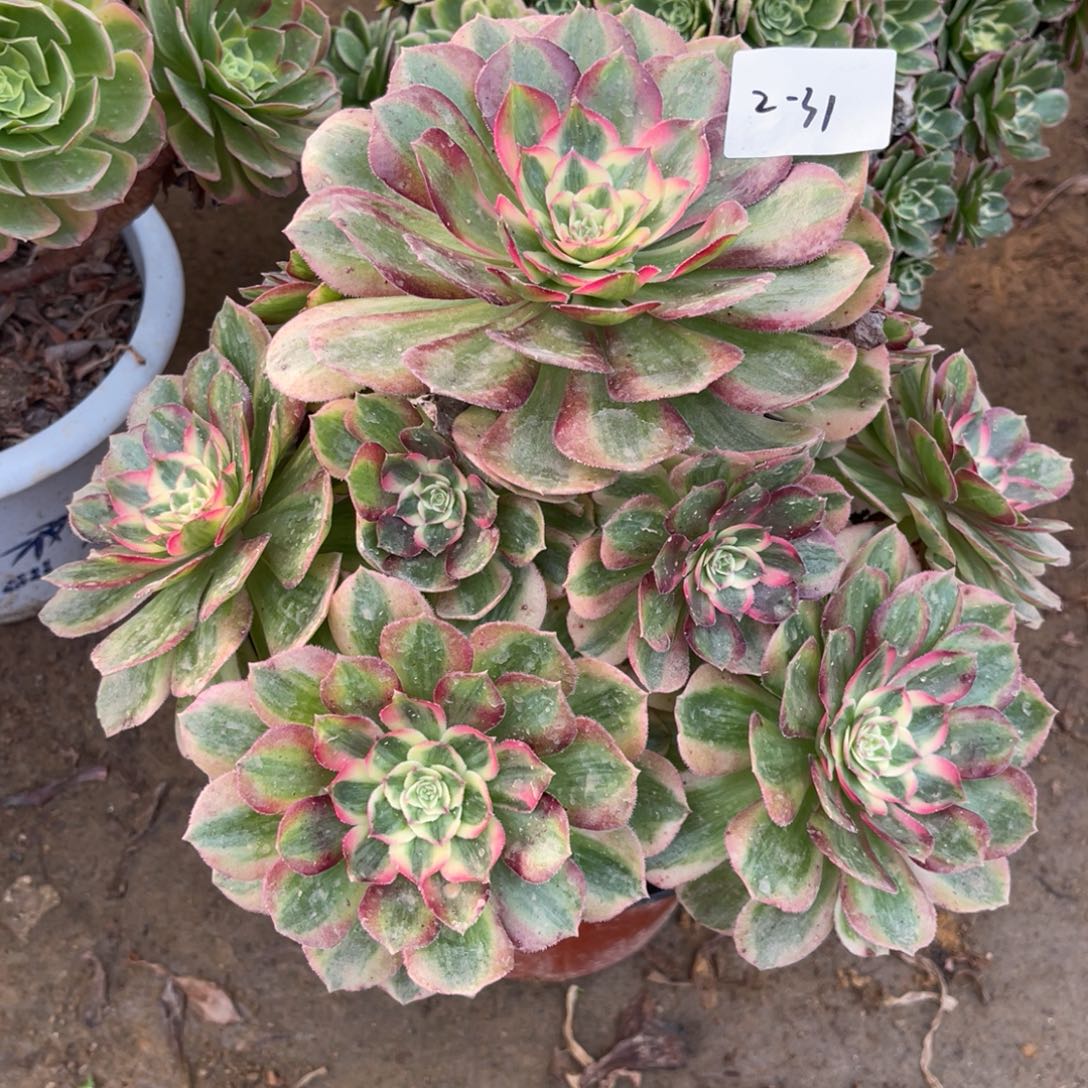 12-2-31玉姿法师锦