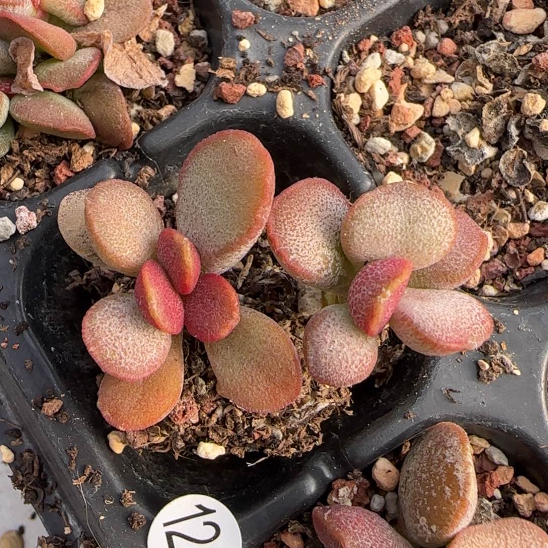 淡雪草莓水泡多肉植物124