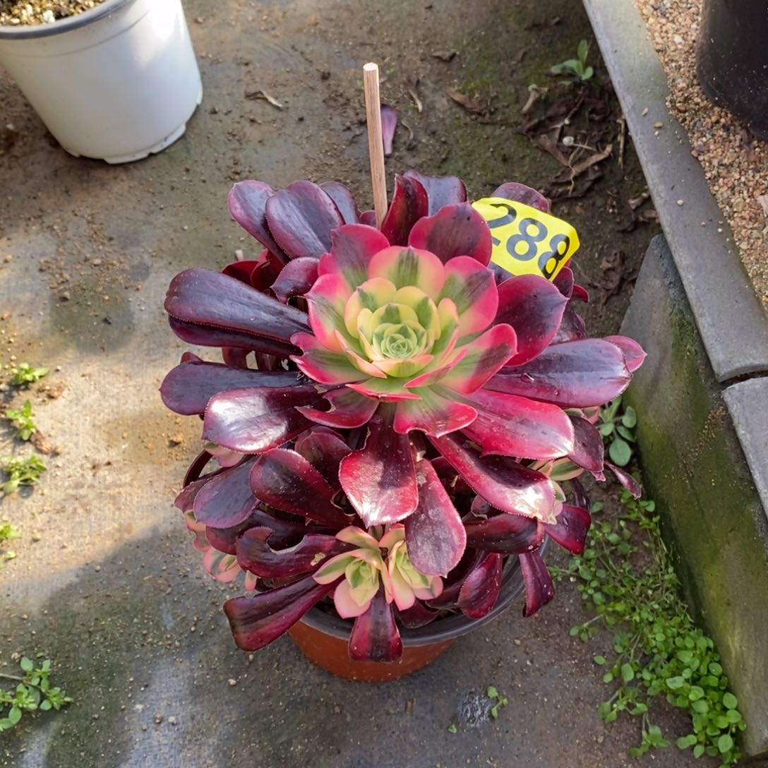 美杜莎多肉法师288