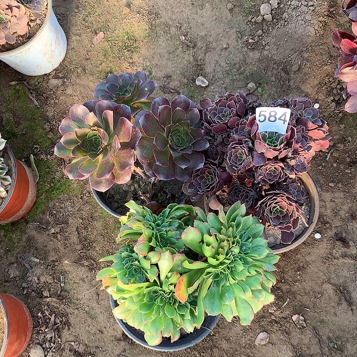 无花朵584三颗多肉植物南