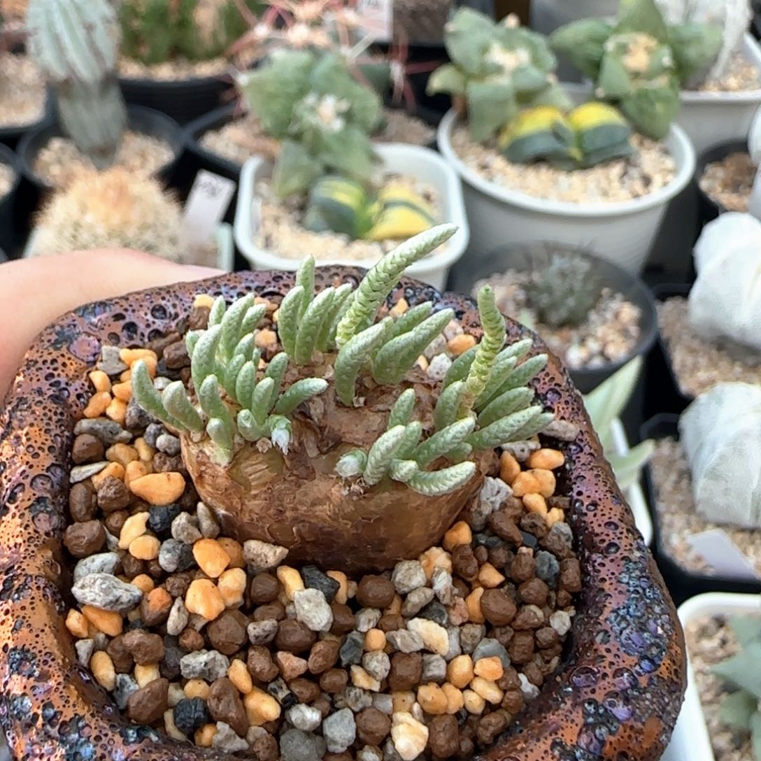 脱土发111111111111