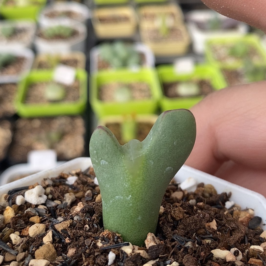 凸嘴少将2.2厘米多肉植物45号