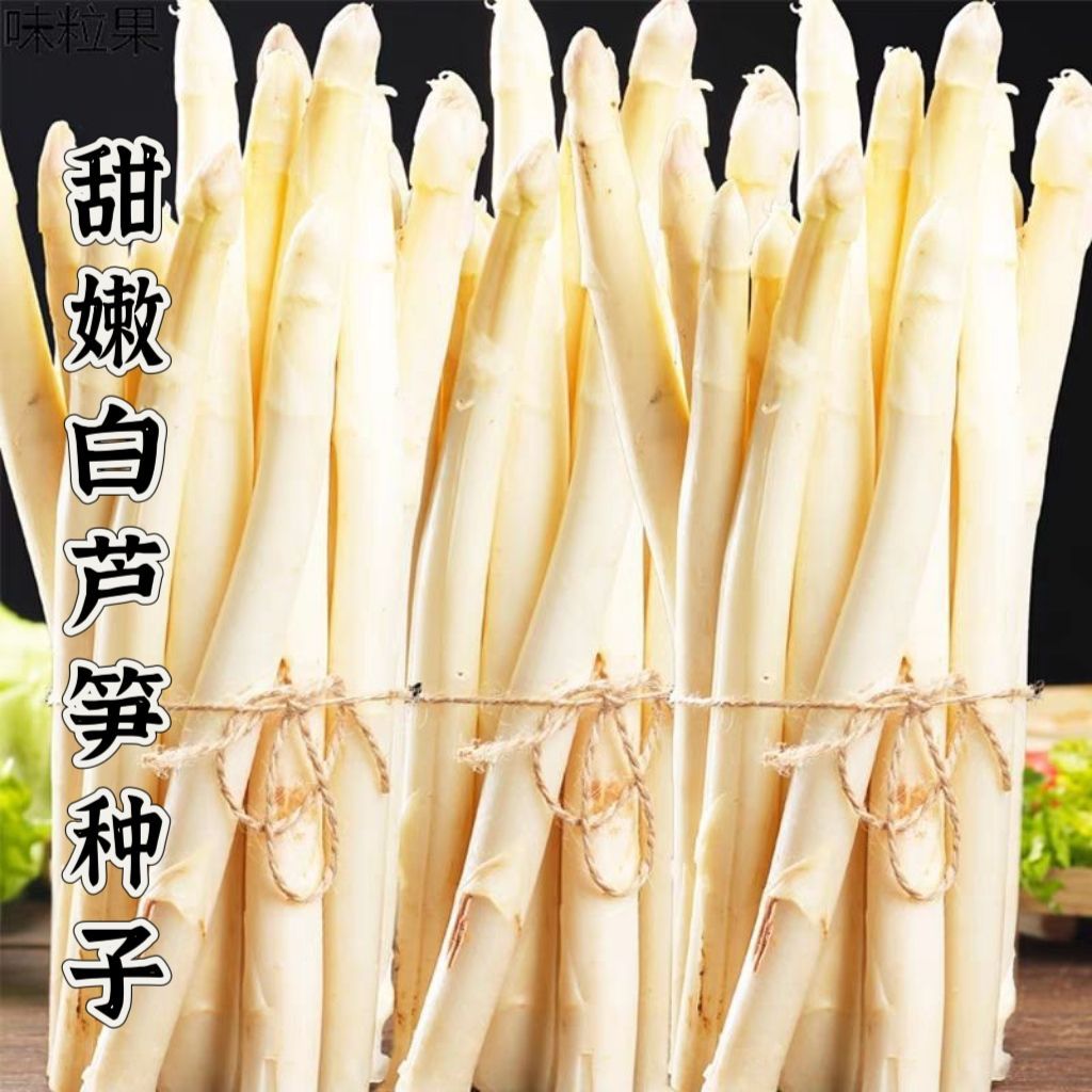 四季播擎天柱白芦笋种子多年生庭院龙须菜约50粒【全店满4.9包邮】