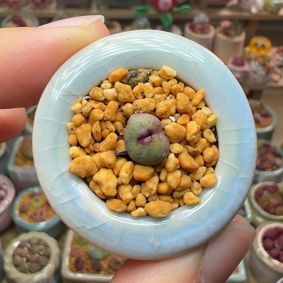 多肉植物34号红嘴