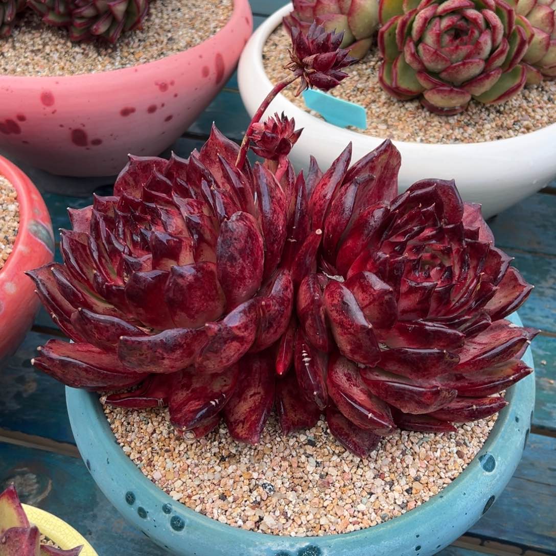 从前慢多肉精选编号0207.3333