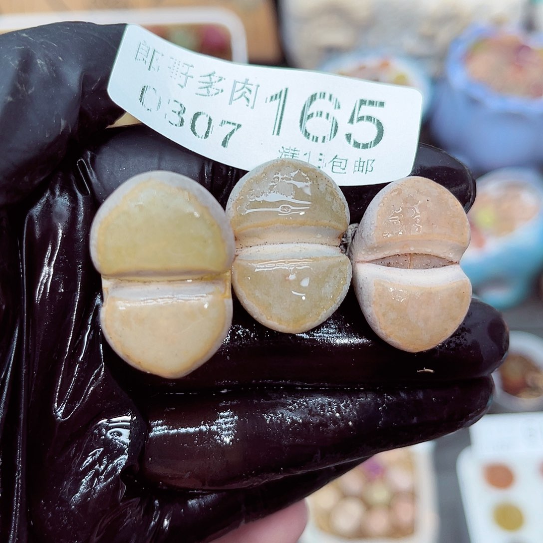 郎哥多肉生石花7-165